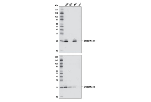 Western Blotting Image 2: Smac/Diablo (79-1-83) Mouse mAb