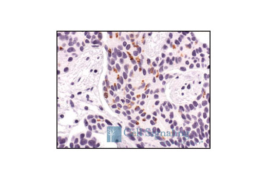 Immunohistochemistry Image 1: Smac/Diablo (79-1-83) Mouse mAb