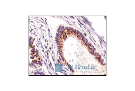 Immunohistochemistry Image 2: Smac/Diablo (79-1-83) Mouse mAb