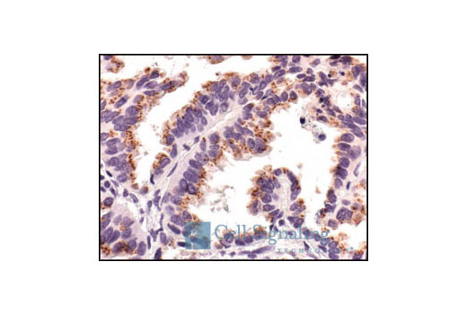 Immunohistochemistry Image 3: Smac/Diablo (79-1-83) Mouse mAb