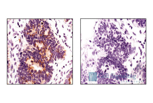 Immunohistochemistry Image 4: Smac/Diablo (79-1-83) Mouse mAb