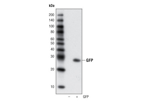 Western Blotting Image 1: GFP (4B10) Mouse mAb