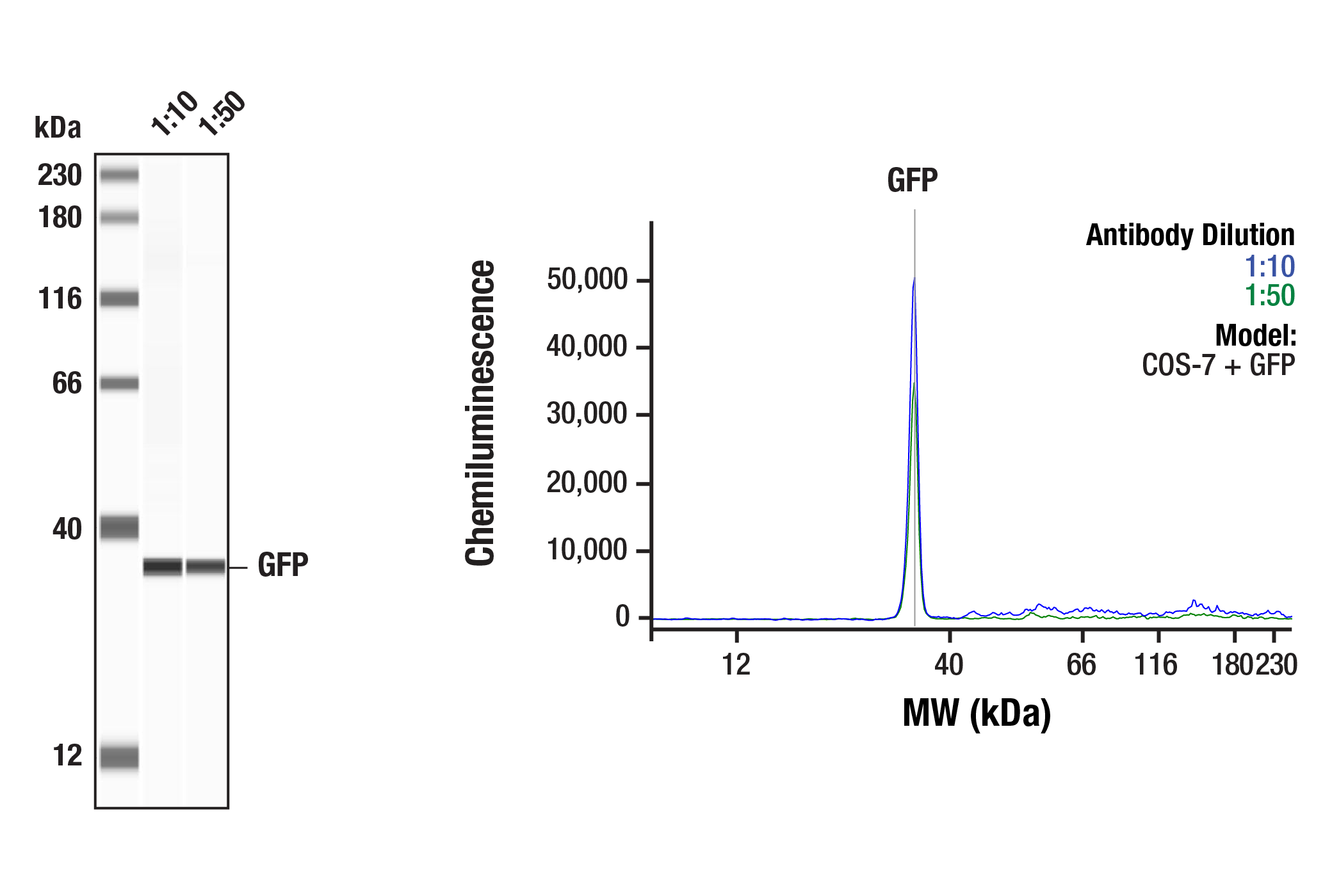 Western Blotting Image 2: GFP (4B10) Mouse mAb