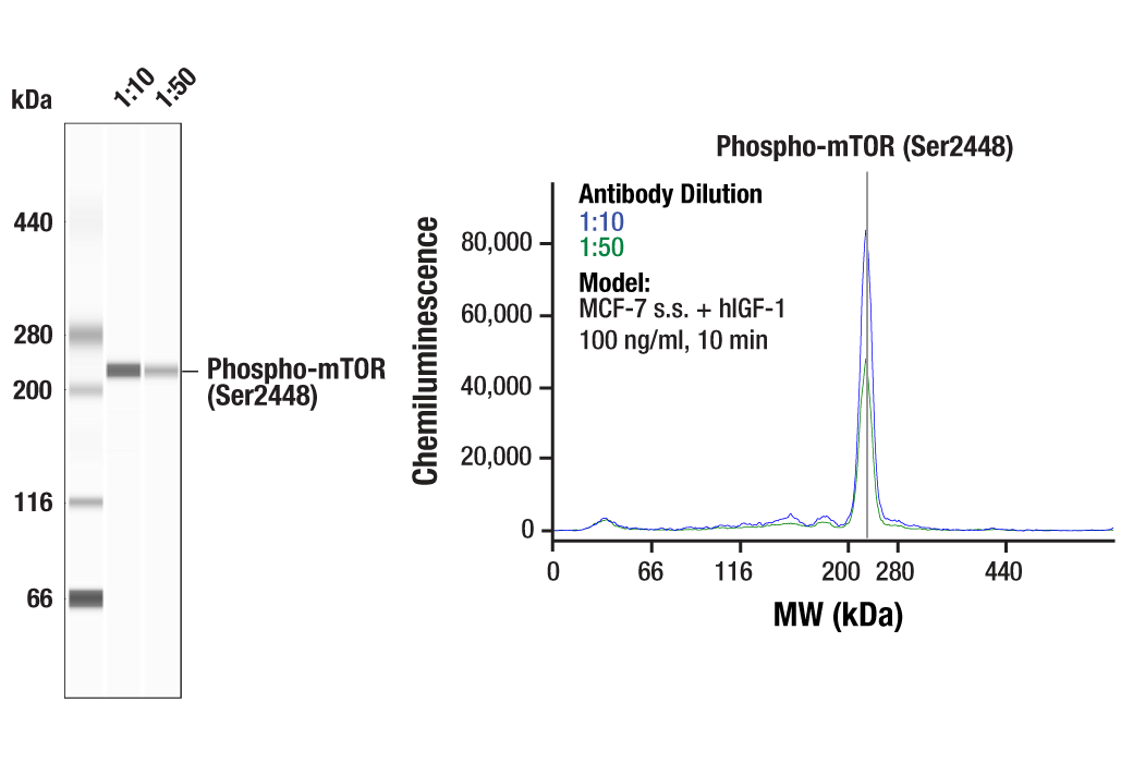 Western Blotting Image 2: Phospho-mTOR (Ser2448) Antibody