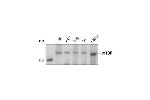  Image 5: mTOR Regulation Antibody Sampler Kit