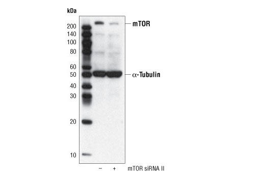  Image 20: TREM2-dependent mTOR Metabolic Fitness Antibody Sampler Kit