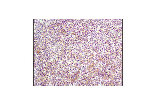  Image 13: Src Family Antibody Sampler Kit