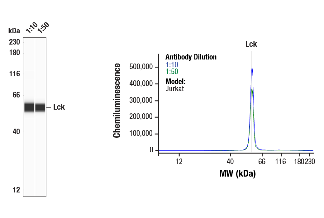  Image 1: Src Family Antibody Sampler Kit