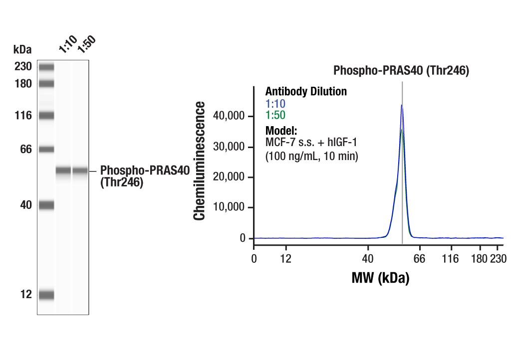  Image 2: mTOR Regulation Antibody Sampler Kit