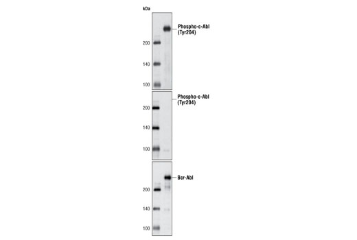 Western Blotting Image 1: Phospho-c-Abl (Tyr204) (C42B5) Rabbit mAb