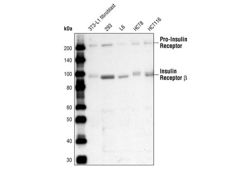  Image 3: Phospho-Insulin/IGF Receptor Antibody Sampler Kit