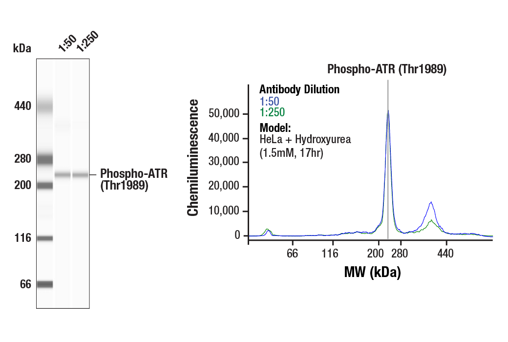 Western Blotting Image 2: Phospho-ATR (Thr1989) (D5K8W) Rabbit mAb