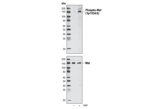 Western Blotting Image 1: Phospho-Met (Tyr1234/1235) (D26) XP® Rabbit mAb