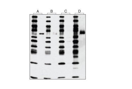 Western Blotting Image 2: Phospho-Met (Tyr1234/1235) (D26) XP® Rabbit mAb