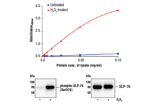  Image 1: FastScan™ Phospho-SLP-76 (Ser376) ELISA Kit