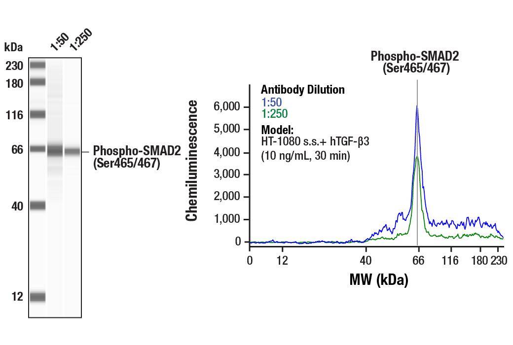 Western Blotting Image 2: Phospho-SMAD2 (Ser465/467) (138D4) Rabbit mAb