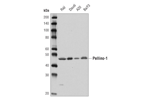 Western Blotting Image 1: Pellino-1 (D2Z4F) Rabbit mAb