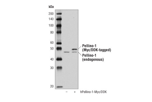 Western Blotting Image 2: Pellino-1 (D2Z4F) Rabbit mAb