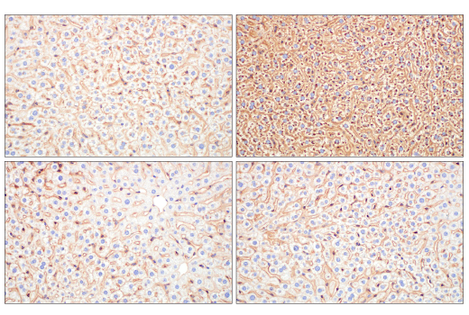 Immunohistochemistry Image 10: ApoE (pan) (E8C2U) Mouse mAb (BSA and Azide Free)