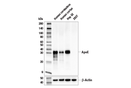 Western Blotting Image 1: ApoE (pan) (E8C2U) Mouse mAb (BSA and Azide Free)