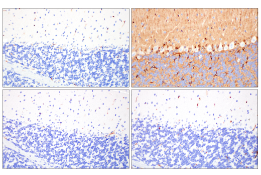 Immunohistochemistry Image 9: ApoE (pan) (E8C2U) Mouse mAb (BSA and Azide Free)