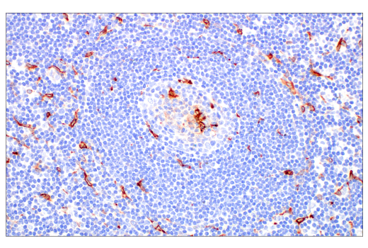 Immunohistochemistry Image 3: ApoE (pan) (E8C2U) Mouse mAb (BSA and Azide Free)