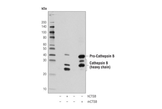  Image 13: Microglia Neurodegeneration Module Antibody Sampler Kit