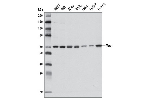  Image 6: Src Family Antibody Sampler Kit