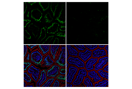  Image 35: Stress and Apoptosis Antibody Sampler Kit