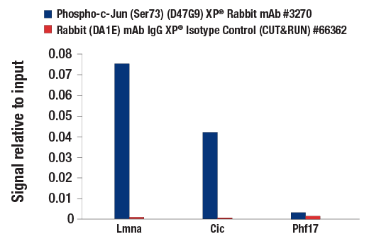  Image 23: Stress and Apoptosis Antibody Sampler Kit