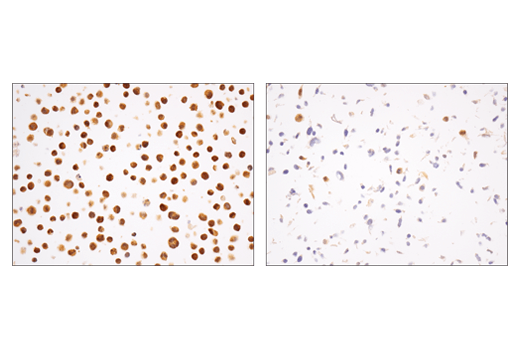  Image 8: SHP-2 Antibody Sampler Kit