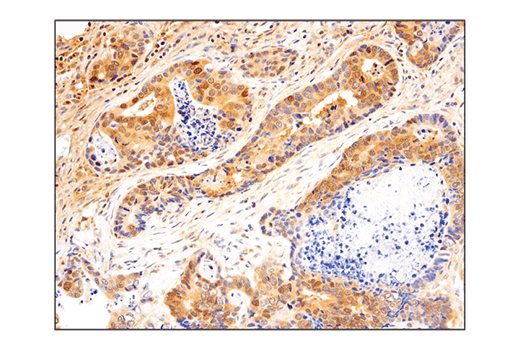  Image 9: SHP-2 Antibody Sampler Kit