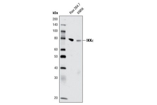  Image 6: Microglia LPS-Related Module Antibody Sampler Kit
