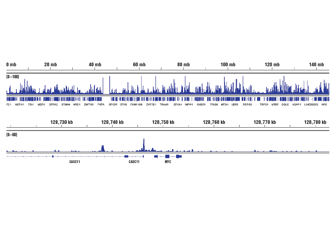 CUT and RUN Image 2: CTCF (D31H2) XP® Rabbit mAb