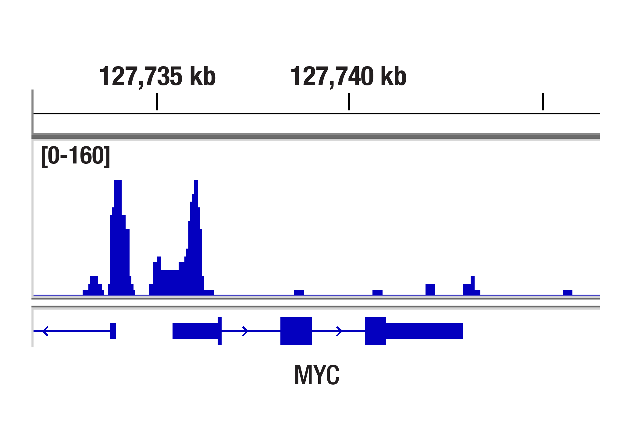 CUT and Tag Image 1: CTCF (D31H2) XP® Rabbit mAb