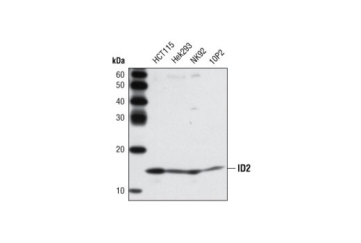 Western Blotting Image 1: Id2 (D39E8) Rabbit mAb