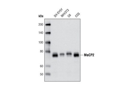 Western Blotting Image 1: MeCP2 (D4F3) XP® Rabbit mAb