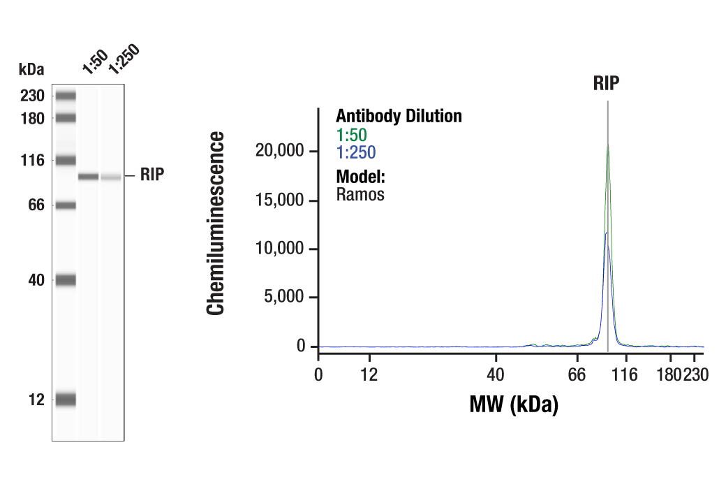  Image 6: PhosphoPlus® RIP (Ser166) Antibody Duet