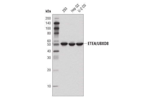 Western Blotting Image 1: ETEA/UBXD8 (D8H6D) Rabbit mAb