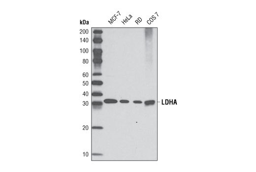  Image 8: Glycolysis Antibody Sampler Kit