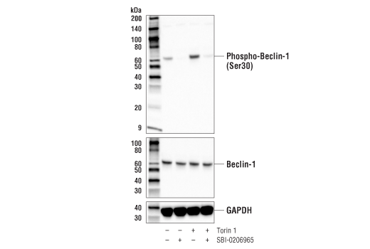  Image 2: PhosphoPlus® Beclin-1 (Ser30) Antibody Duet