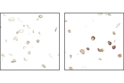 Immunohistochemistry Image 1: Phospho-eIF2α (Ser51) (119A11) Rabbit mAb