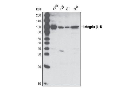  Image 3: Integrin Antibody Sampler Kit