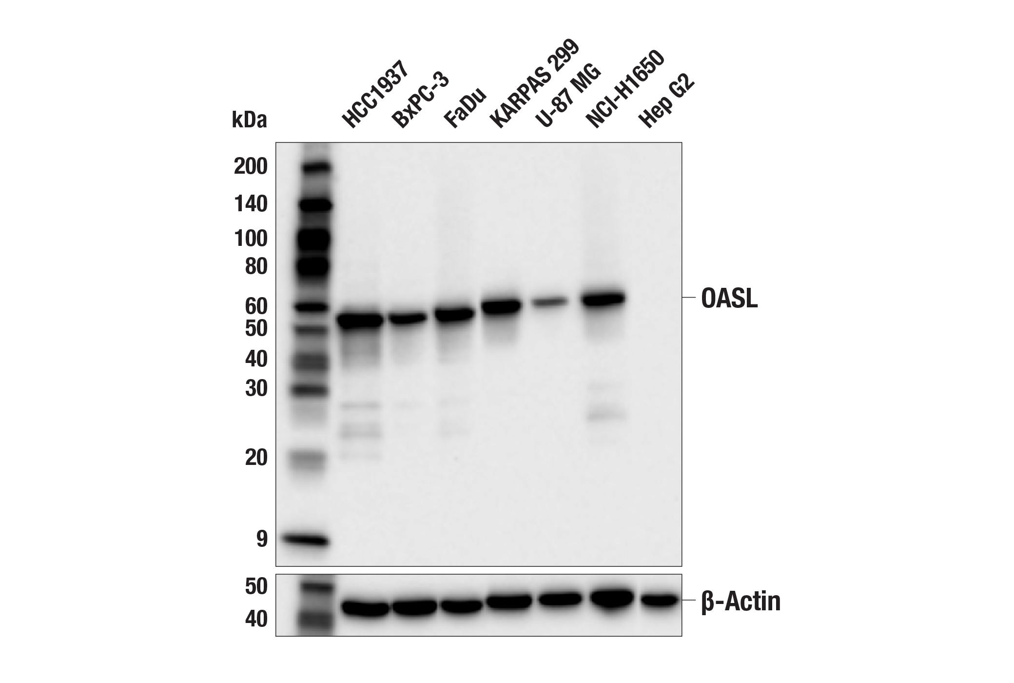 Western Blotting Image 2: OASL (E7W1R) Rabbit mAb