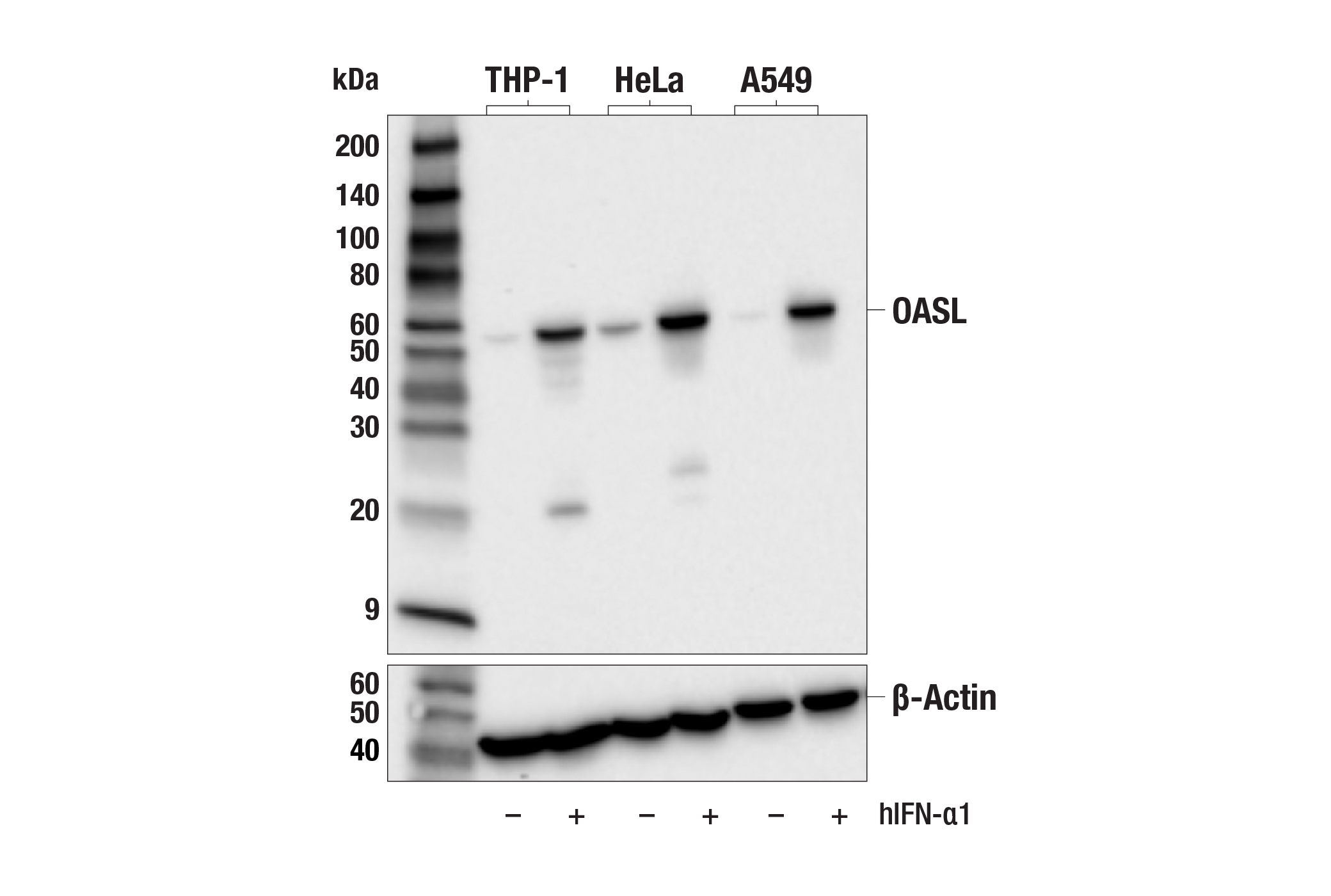 Western Blotting Image 3: OASL (E7W1R) Rabbit mAb