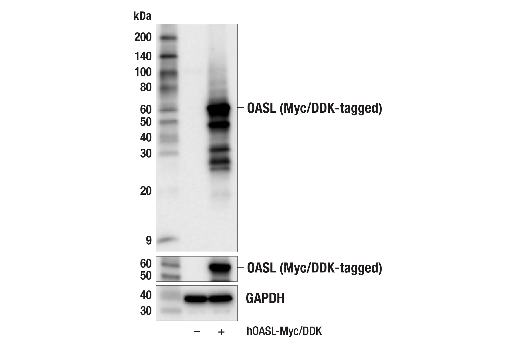 Western Blotting Image 1: OASL (E7W1R) Rabbit mAb