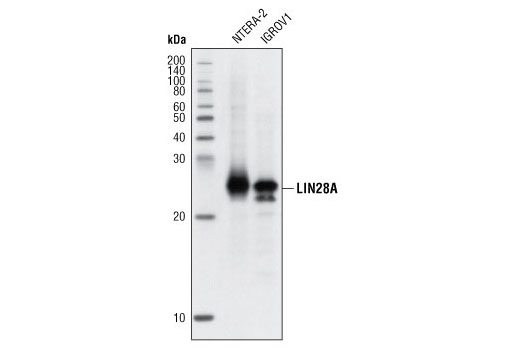  Image 4: StemLight™ iPS Cell Reprogramming Antibody Kit