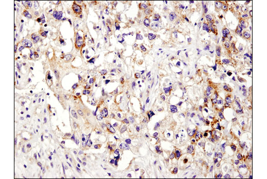 Immunohistochemistry Image 1: XIAP (D2Z8W) Rabbit mAb (BSA and Azide Free)