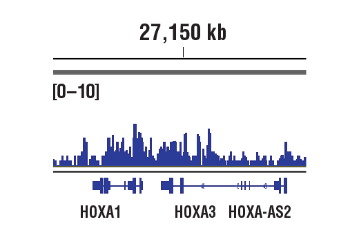  Image 54: Polycomb Group Antibody Sampler Kit