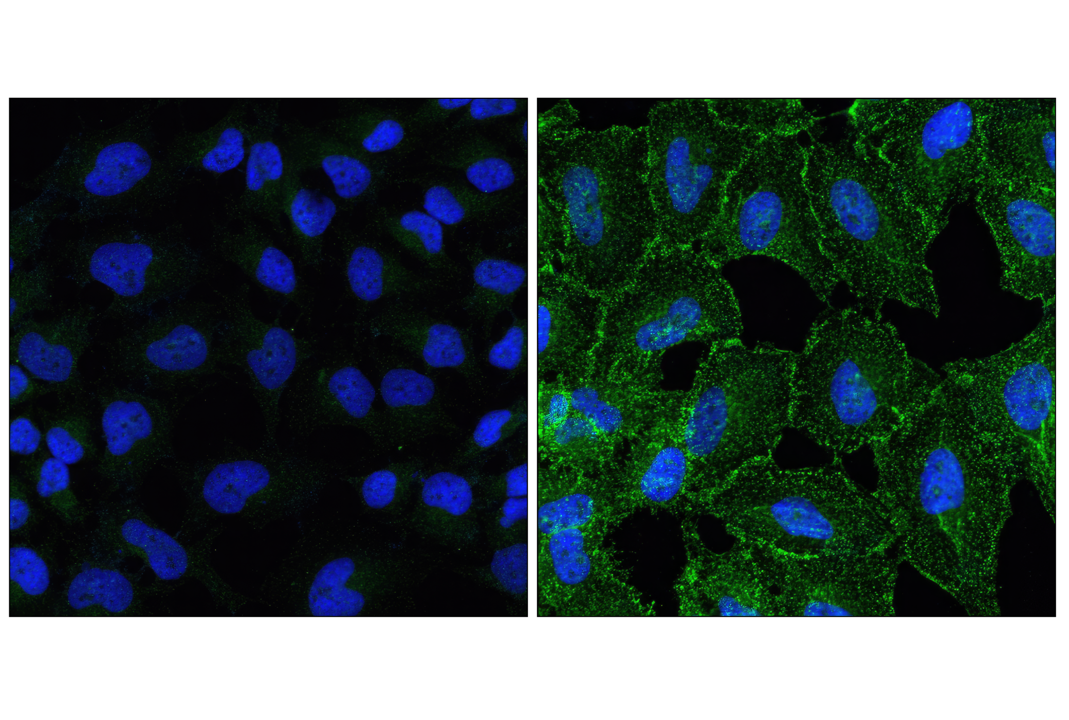  Image 29: Phospho-EGF Receptor Pathway Antibody Sampler Kit